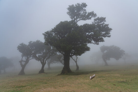 Aerial view of ancient laurel trees in the misty Fanal Forest with thick fog covering the landscape in Madeira.