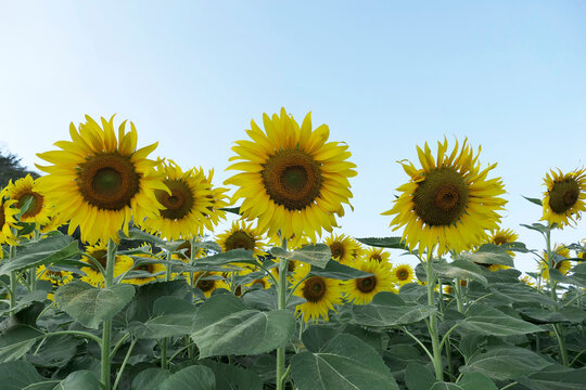 The sunflower garden has the sky as a backdrop