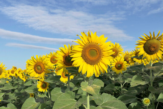The sunflower garden has the sky as a backdrop