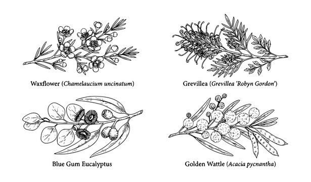 Hand Drawn Australian Native Flowers Vector Set with Waxflower Eucalyptus Grevillea and Wattle