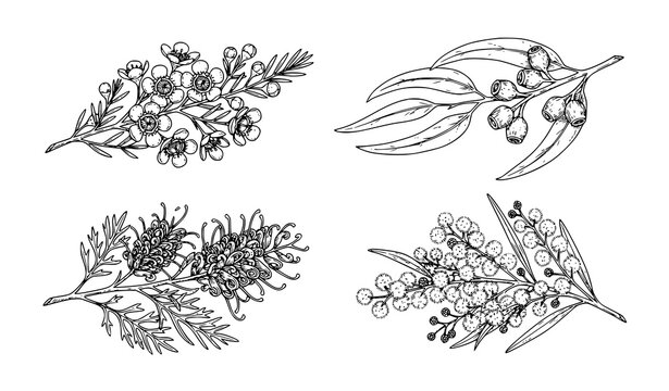 Australian Botanical Illustration Collection with Hand Drawn Native Flower Sketches