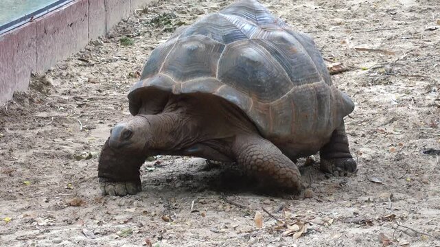 Giant turtles walking, animal concept
