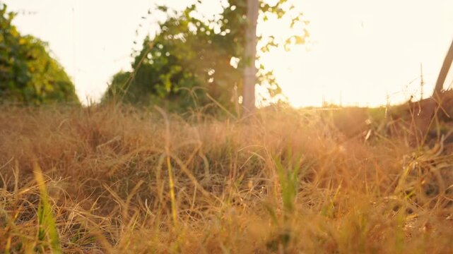 Video slow motion with camera movement from low angle next to vineyard plantation at sunset with empty copy space for texts. Background is blurred, no people, grass has dried up in foreground