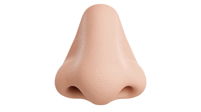 Human nose with nostrils and skin texture