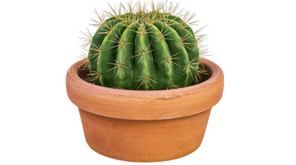 Green barrel cactus in terracotta pot with sharp spines © Lena