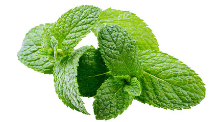 Fresh green mint leaves with textured surface © Alex