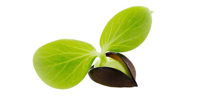 Green sprout emerging from dark seed shell, two leaves unfurling
