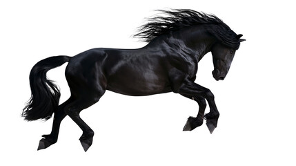 Powerful black horse with flowing mane and tail in motion © Alex