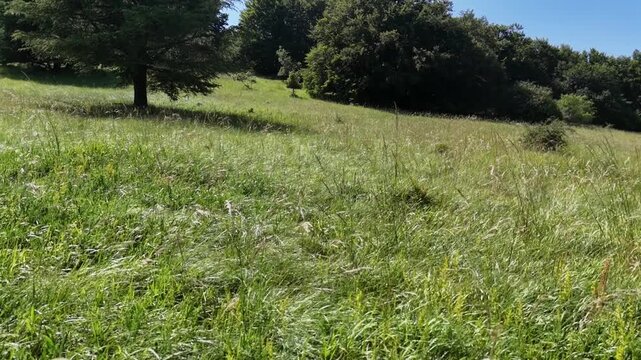 Un ampio prato di erba alta si estende sotto un cielo limpido, con alberi rigogliosi sullo sfondo che creano un paesaggio naturale luminoso e rilassante