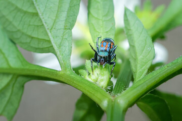 Fototapeta premium Colorful jumping spider on green plant leaf with natural background, close up macro photography showing detailed texture and vibrant colors