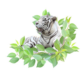Fototapeta premium White tiger and green leaves. Safety, ecology, global ecological resource, go green concept. Environmental conservation, wildlife protection, Eco-friendly. Isolated on white background