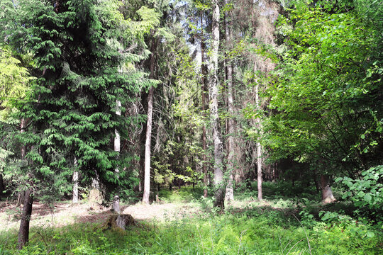 Picturesque landscape - forest in sunny day. Beautiful scene with rays of sunlight in summer forest, Belovezhskaya Pushcha Nature Reserve. Woodland in national park Bialowieza Forest, Europe