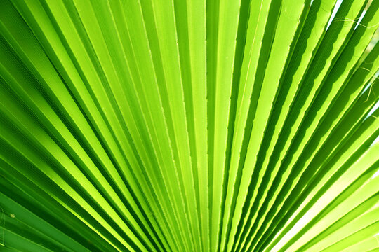 Horizontal background with lush green leaves. Sunny summer backdrop with a tropical scene with leaf. Green tropical plant leaf on sunny background. Nature banner with a verdant leaves