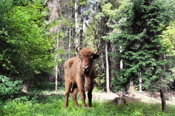 Fototapeta premium Picturesque landscape - european bison in forest. A young male zubr with rays of sunlight, Belovezhskaya Pushcha Nature Reserve. Wild auroch in woodland in national park Bialowieza Forest, Europe