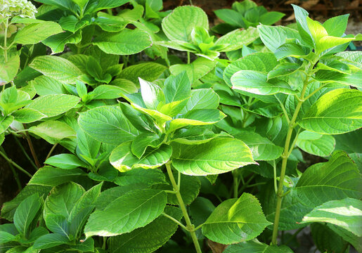 Green hydrangea leaves on bokeh sunny light background. Ecology, go green, green energy, environmental and conservation protection concept. Horizontal blurred abstract backdrop with new spring leaf