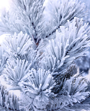 Holiday winter banner with frozen branches of fir tree. Horizontal Christmas background with pine branch, covered with frost. Festive banner featuring a frosted fir branch. Photo toned in blue color