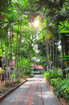Green tropical plant and tranquil walkway hidden within a lush, green retreat at Buddhist temple in Thailand. A pathway in jungle-like garden. Walking trail in a Thai Buddhist temple's tropical garden