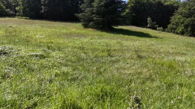 Un ampio prato verde illuminato dal sole si apre verso una fila di alberi rigogliosi, creando un paesaggio naturale sereno e immersivo perfetto per contenuti dedicati a relax, meditazione e natura inc