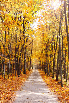 Calm fall season. Beautiful landscape with linden alley in autumn forest. Lindens trees with green, yellow and orange leaves and footpath in sunny day. Lime trees form a beautiful alley