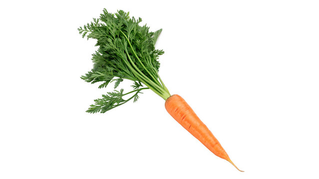 Fresh organic raw carrot root vegetable with leaves isolated on a transparent background