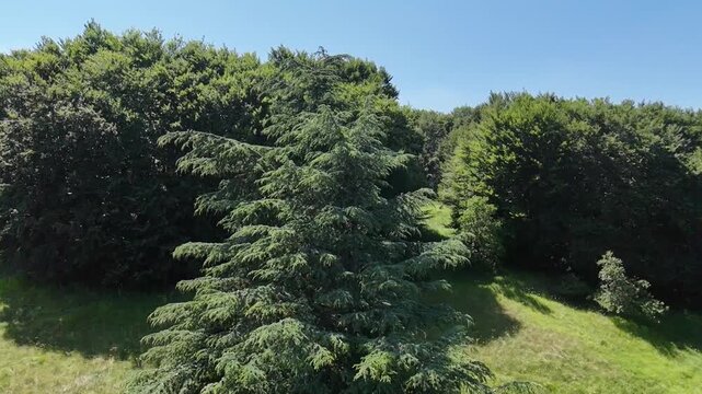 Un gruppo di alberi rigogliosi emerge in un paesaggio verde e luminoso, creando una scena naturale intensa e rilassante ideale per contenuti dedicati a meditazione, natura e tranquillit&agrave; visiva