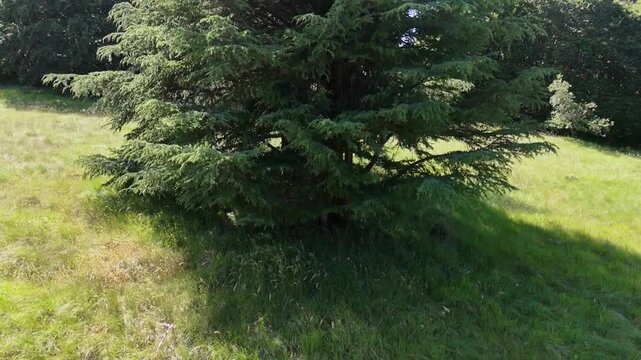 Un maestoso albero sempreverde domina un campo soleggiato, creando una scena naturale calma e suggestiva perfetta per contenuti dedicati a relax, meditazione e paesaggi immersivi