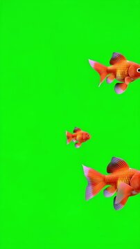 Cute animated goldfish swimming on an empty green screen background, vertical video featuring a playful aquatic character for chroma key compositing