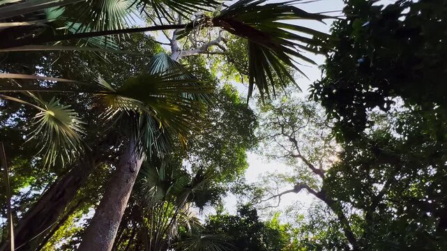 Towering palms reach for the sky. Dense canopy filters golden sunlight. Lush green leaves sway in the breeze. Sunny forest canopy evokes peace. Ideal for nature, travel, or environmental themes