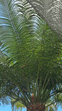 Green cycas palm fronds growing under a greenhouse glass roof structure with shadow patterns