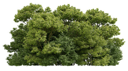 Dense green foliage of deciduous trees in summer © Veikko