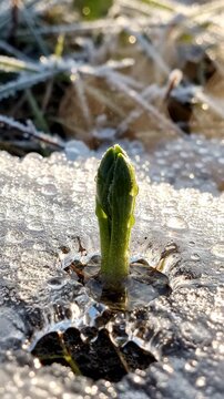 Asparagus sprout growing through melting ice.