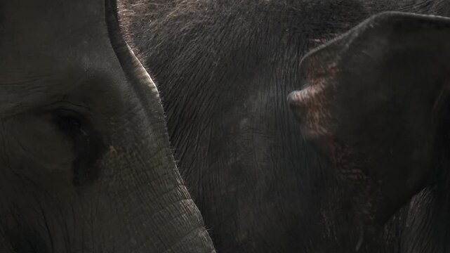 close up of an elephant's face, especially its eyes, camera movement from one elephant to another
