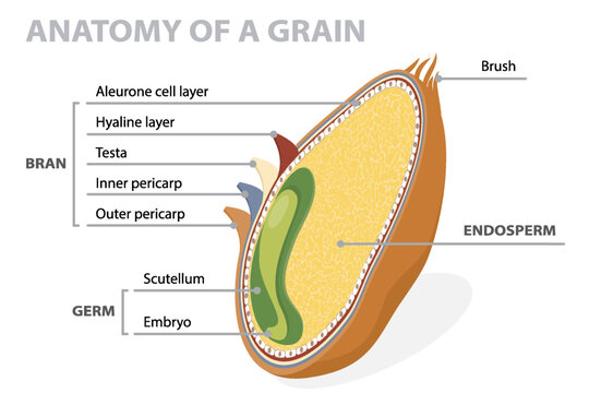 Grain anatomical layers diagram with bran, endosperm and germ. Biology educational science drawing. 3d flat vector poster on white background.