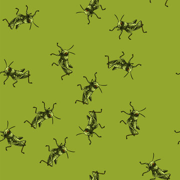 pattern antennae grasshopper hand drawn. jumping herbivore, metamorphosis nymph, camouflage swarming antennae grasshopper vector sketch illustration
