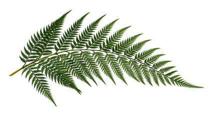 Green fern frond with delicate leaves © Liselotte