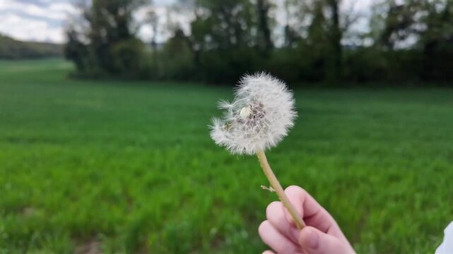 Fleur de graines de pissenlit tenue dans une main. Les graines emport&eacute;es par le souffle d'une personne, un champ estival en arri&egrave;re-plan.