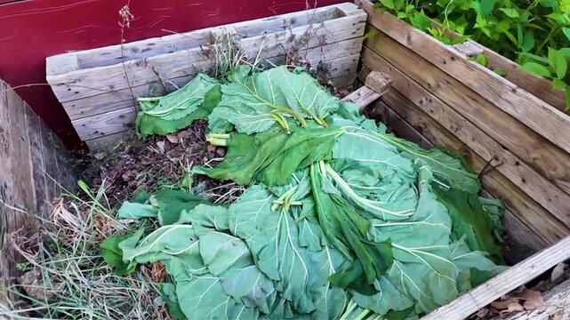 Bac &agrave; compost &agrave; ciel ouvert de jardin ext&eacute;rieur avec des feuilles de rhubarbe et des d&eacute;chets organiques en d&eacute;composition. Couches d&eacute;chets organiques de compost, engrais naturel.