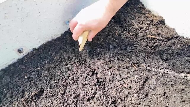Homme tenant un paquet en papier et versant des graines sur de la terre fra&icirc;che et sombre. Gros plan. Pr&eacute;paration de la saison de jardinage au d&eacute;but du printemps. Plan subjectif. Vue plongeante.