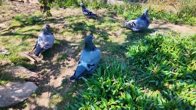 Groupe de pigeons domestique se d&eacute;pla&ccedil;ant tranquillement au sol dans un jardin. Sc&egrave;ne ensoleill&eacute;e en journ&eacute;e au printemps.