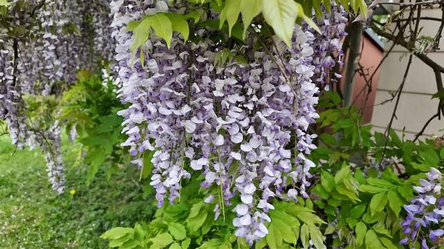 Des grappes de branches de glycines violettes en pleine floraison qui se balancent le long d'une fa&ccedil;ade de maison dans le Doubs, en France. Sc&egrave;ne avec la lumi&egrave;re d'un matin au printemps.