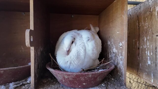 Femelle pigeon blanche, de race Texan, sur son nid en train de couver des oeufs. Sc&egrave;ne en journ&eacute;e dans le pigeonnier.