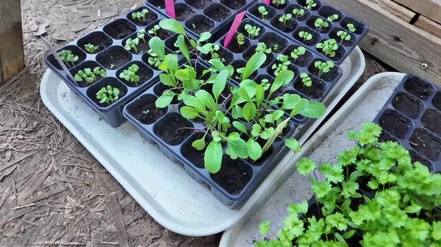 Ensemble de petits plants &eacute;tiquet&eacute;s pr&ecirc;t &agrave; &ecirc;tre mis au potager. M&eacute;lange de l&eacute;gume, salade, fleurs et aromates mis &agrave; pousser sous abris. Symbolisant la croissance naturelle et le jardinage durable.
