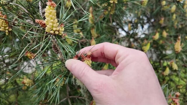 Une main caresse une branche de pinac&eacute;e, on voit du pollen jaune ressemblant &agrave; de la poussi&egrave;re s'envoler. Facteurs d&eacute;clencheurs d'allergies saisonni&egrave;res et l'accumulation d'allerg&egrave;nes printaniers.