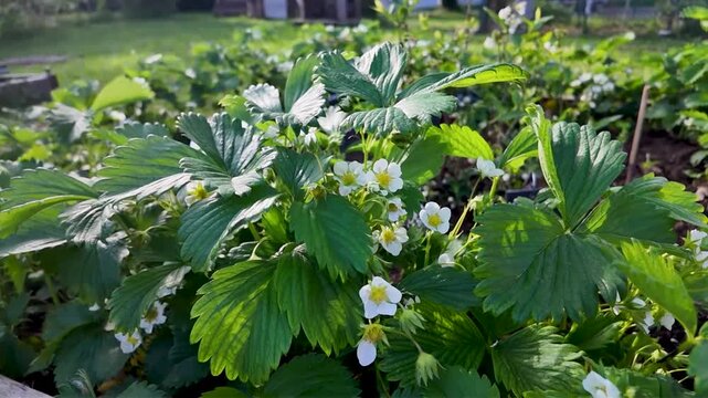 Des plants de fraises en fleurs au printemps dans une plate-bande en bois. Sc&egrave;ne avec le soleil et la lumi&egrave;re du matin.