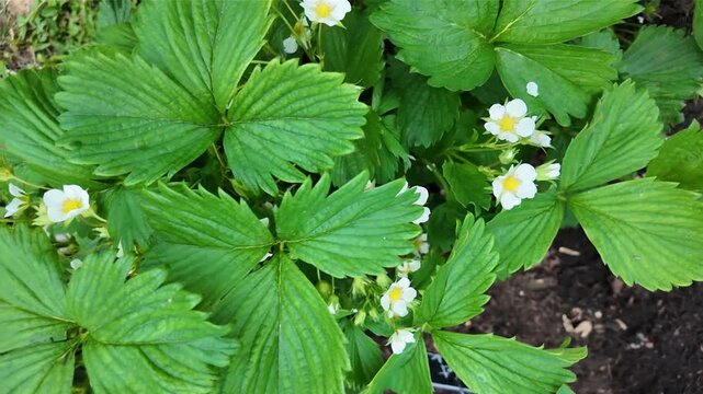 Des plants de fraises en fleurs au printemps dans une plate-bande en bois. Sc&egrave;ne prise depuis le haut des pantes. Lumi&egrave;re du matin