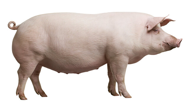 Large pink pig standing profile view