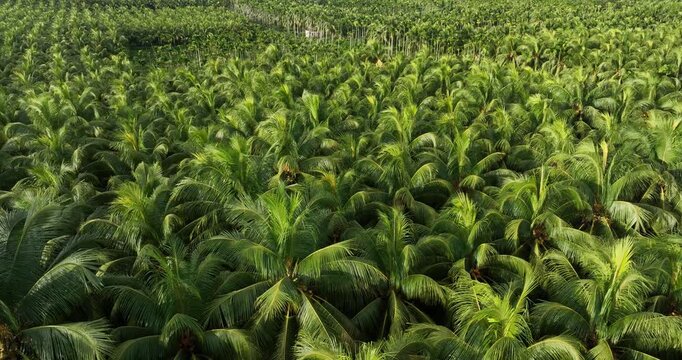 Aerial footage of king coconut fruits grow on tree
