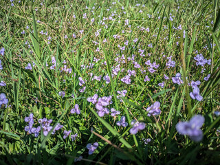 Fototapeta premium flowers in the grass