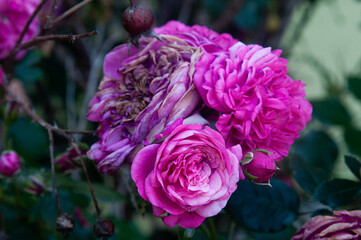 Obraz premium Pink rose cluster of blooming-and-fading-flowers-on-a-bush-with-bud-and-sundry-e