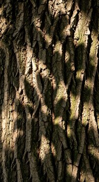 Dense forest interior with tall trees and sunlight filtering through.